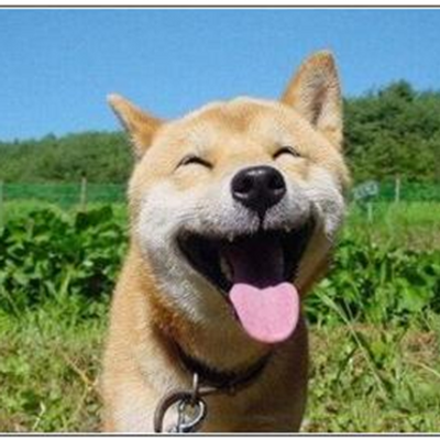 笑う犬1